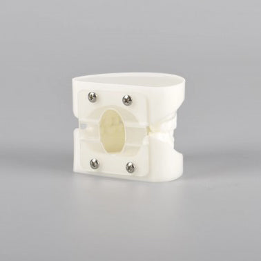 Natural Size Dental Model with Red or White Color