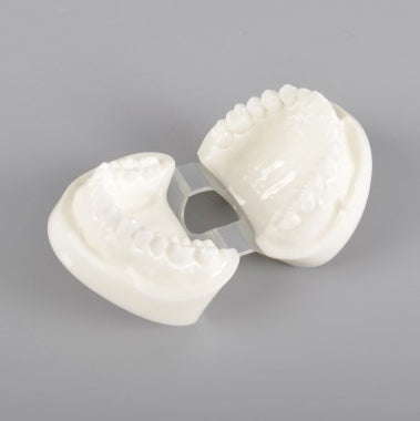 Natural Size Dental Model with Red or White Color