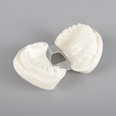 Natural Size Dental Model with Red or White Color