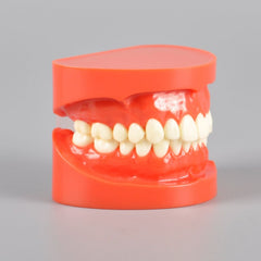 Natural Size Dental Model with Red or White Color