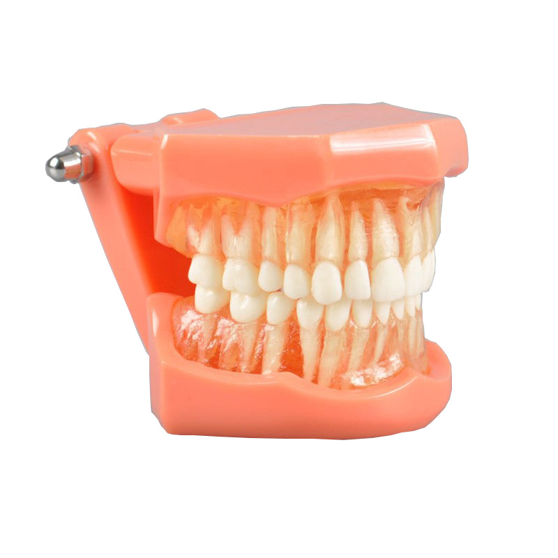 Soft Gum with Removable Teeth with Full Hinge