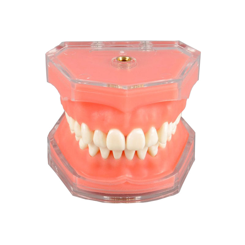 Soft Gum with Removable Adult Teeth