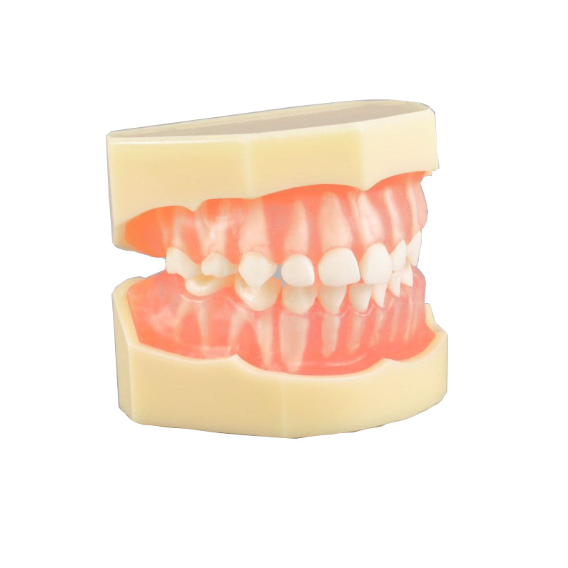 Soft Gum with Removable Baby Teeth