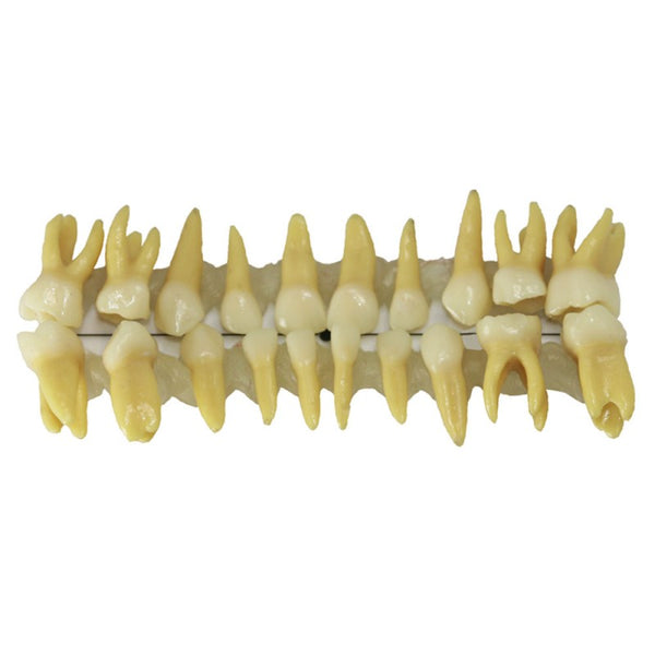 Pediatric Teeth Model 20*1