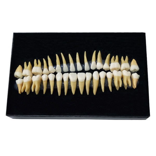 Adult Teeth Model 32*1