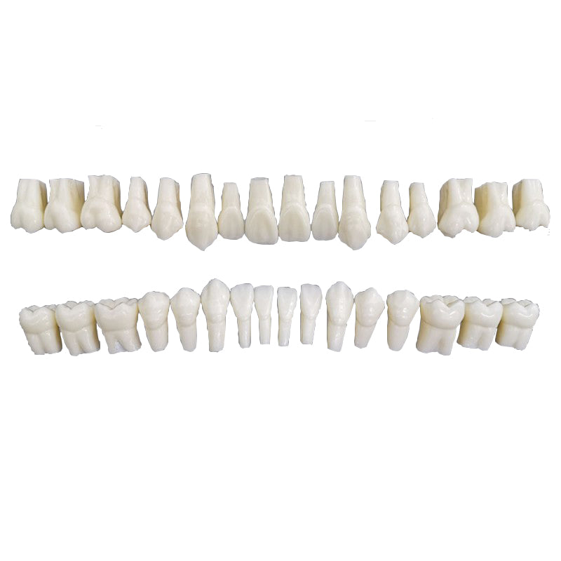 Permanent Teeth for Demonstration, 2X Life-Size