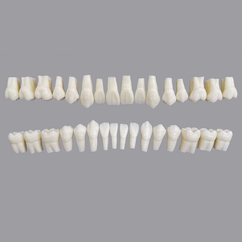 W7024 Permanent Teeth for Demonstration, 2X Life-Size