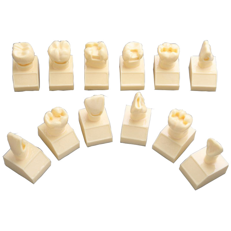W7025 Cavity Model, 4X Life-Size – Dr Wong Anatomy