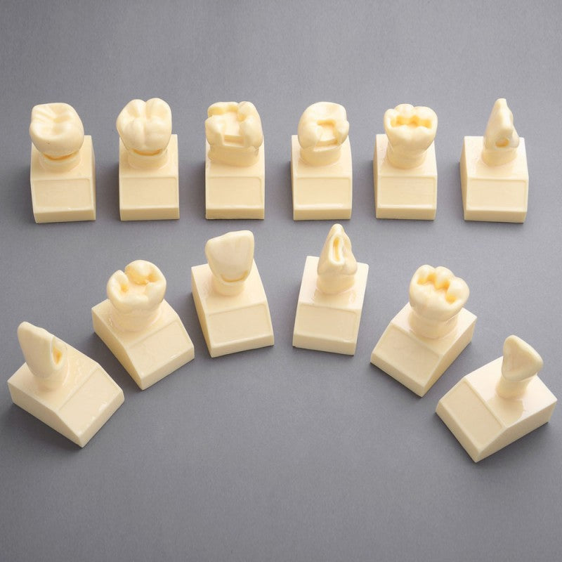 W7025 Cavity Model, 4X Life-Size – Dr Wong Anatomy