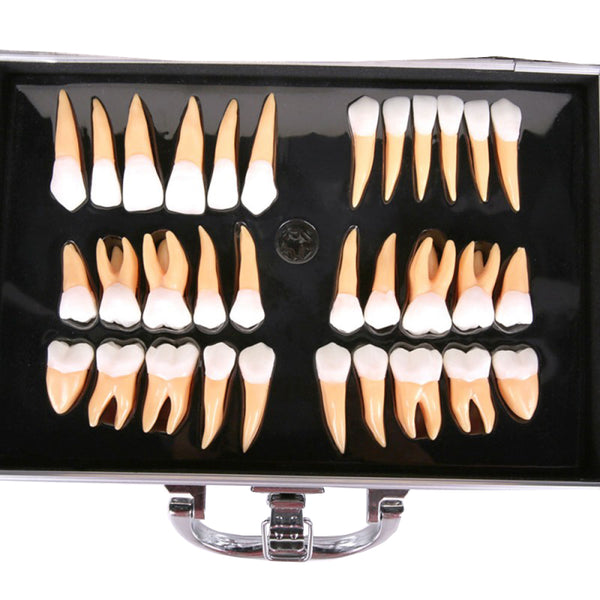 Teeth for Sculpture and Unshaping, 2.5X Life-Size