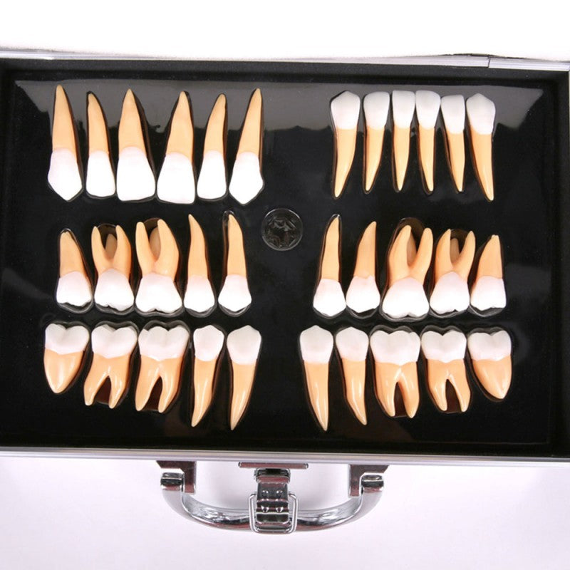 Teeth for Sculpture and Unshaping, 2.5X Life-Size