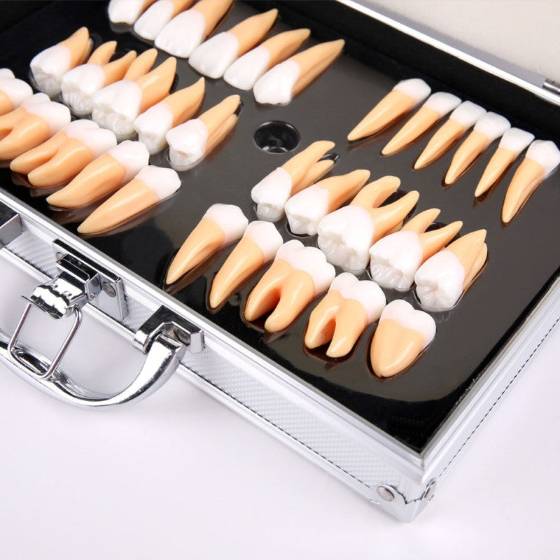 Teeth for Sculpture and Unshaping, 2.5X Life-Size
