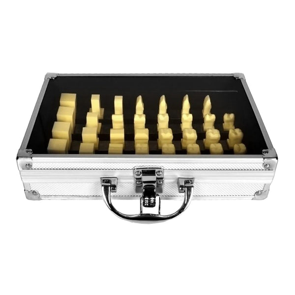 Model for Crown Carving Procedure, 1.5X Life-Size