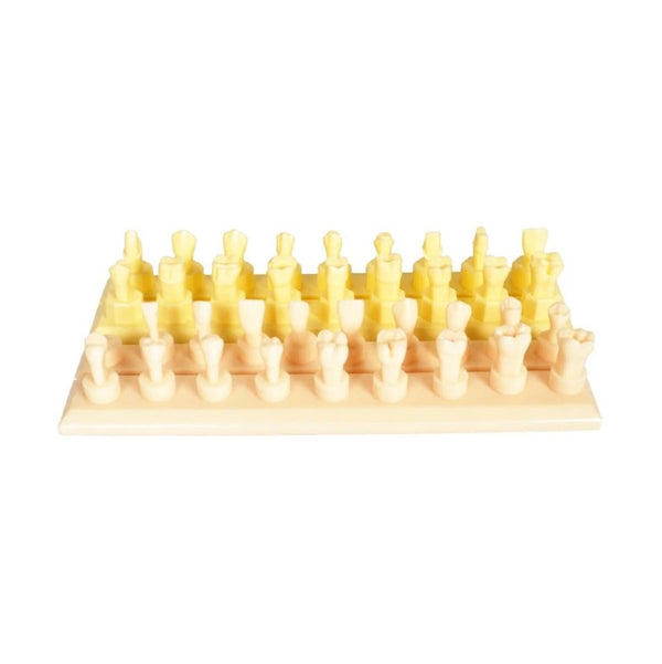 Dental Cavity Preparation Model