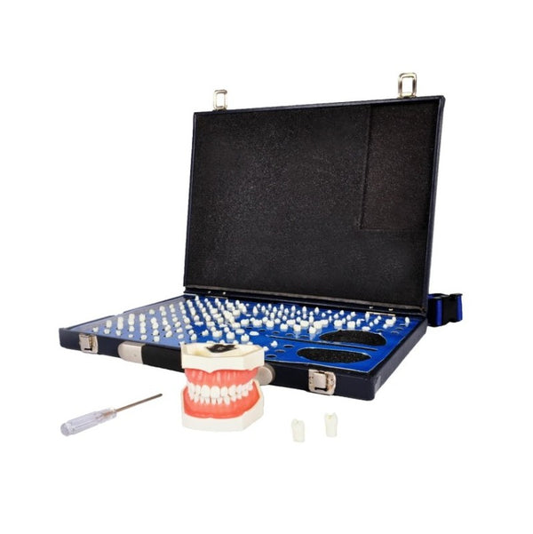W7030 Prepared Teeth Set with Teeth Model – Dr Wong Anatomy