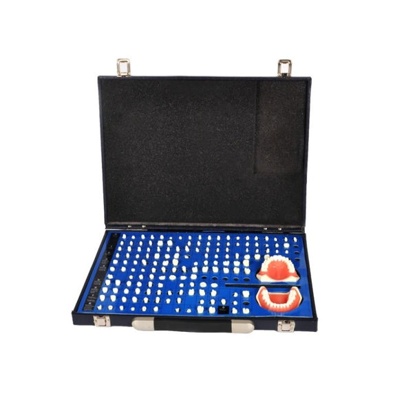 Prepared Teeth Set with Teeth Model