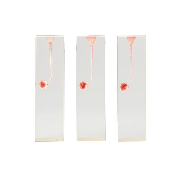 Endo Training Block for Practice