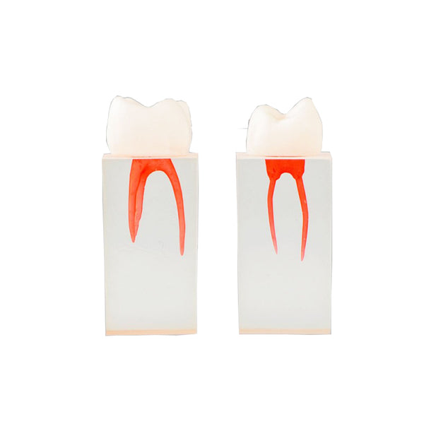 Dental Root Canal Model for Practice
