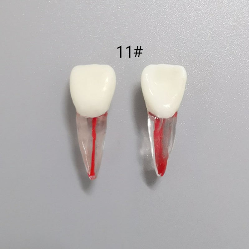 Dental Root Pulp Cavity Model for Training and Practice