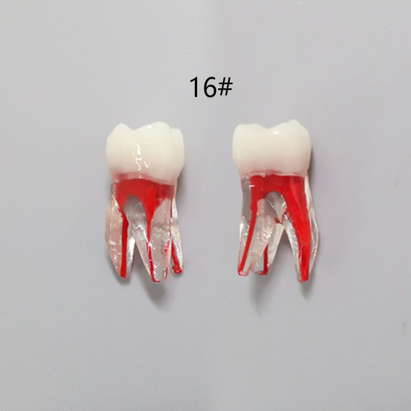 Dental Root Pulp Cavity Model for Training and Practice