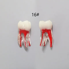 Dental Root Pulp Cavity Model for Training and Practice