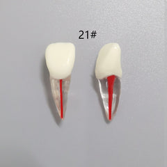 Dental Root Pulp Cavity Model for Training and Practice
