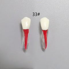 Dental Root Pulp Cavity Model for Training and Practice