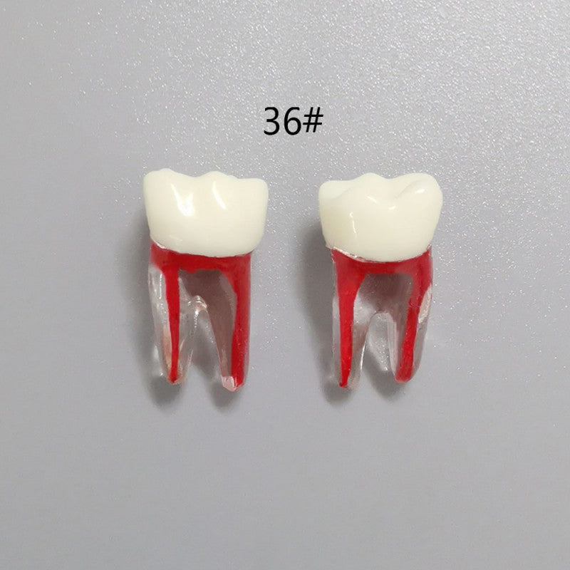 Dental Root Pulp Cavity Model for Training and Practice