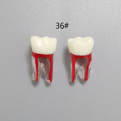 Dental Root Pulp Cavity Model for Training and Practice