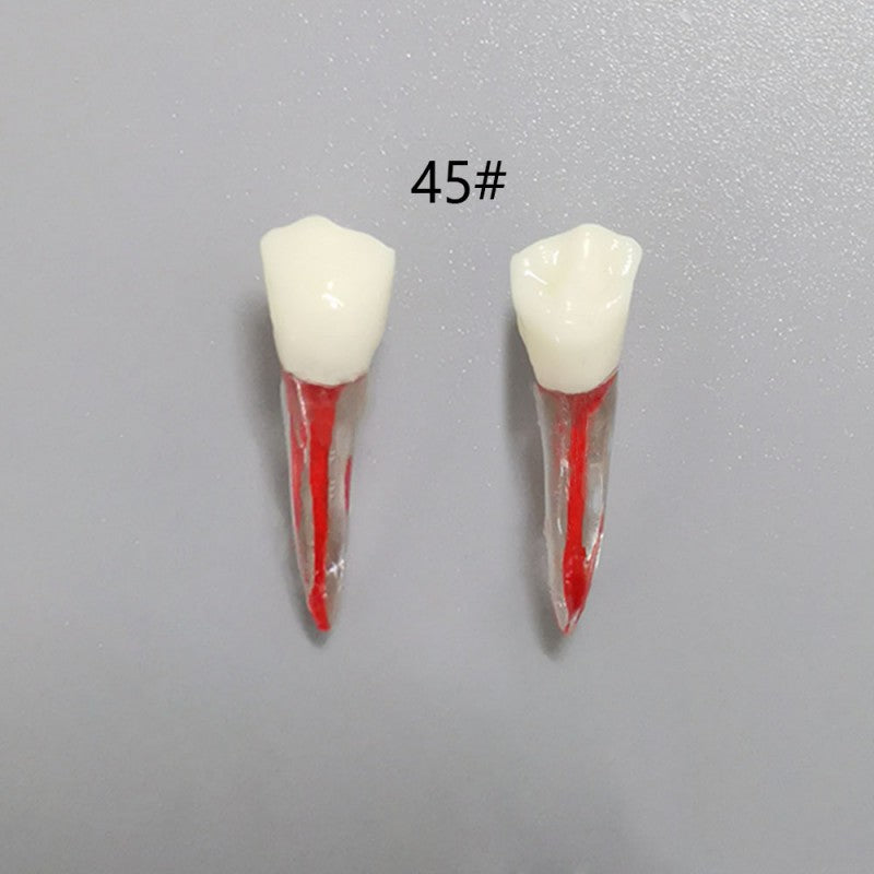 Dental Root Pulp Cavity Model for Training and Practice