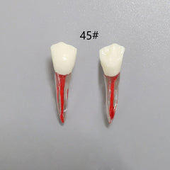 Dental Root Pulp Cavity Model for Training and Practice
