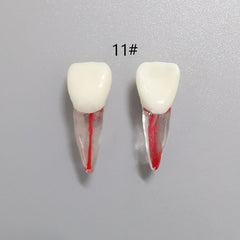 Dental Root Pulp Cavity Model for Training and Practice