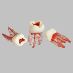 Dental Root Pulp Cavity Model for Training or Practice