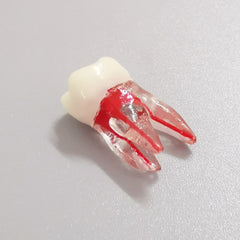 Dental Root Pulp Cavity Model for Training or Practice