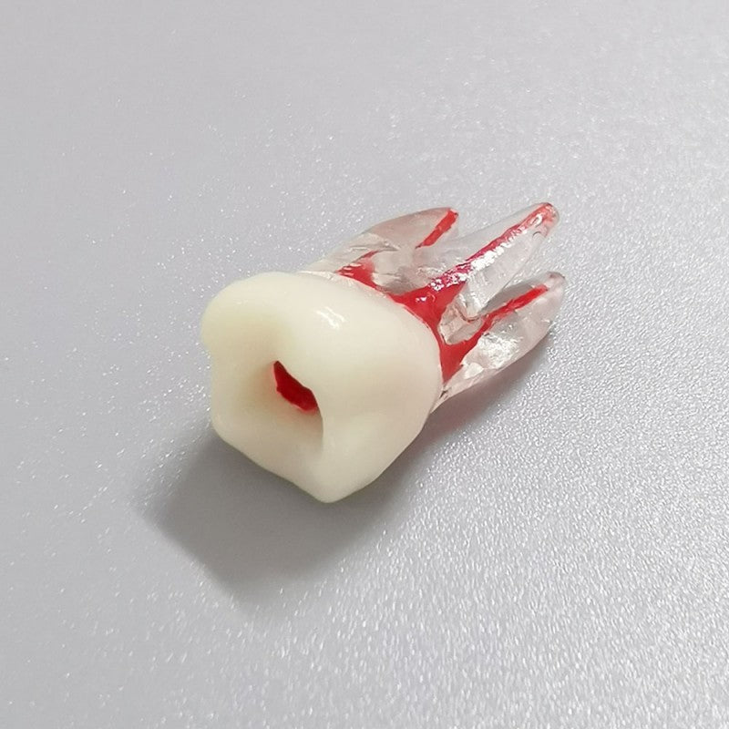 Dental Root Pulp Cavity Model for Training or Practice
