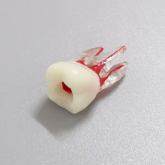 Dental Root Pulp Cavity Model for Training or Practice