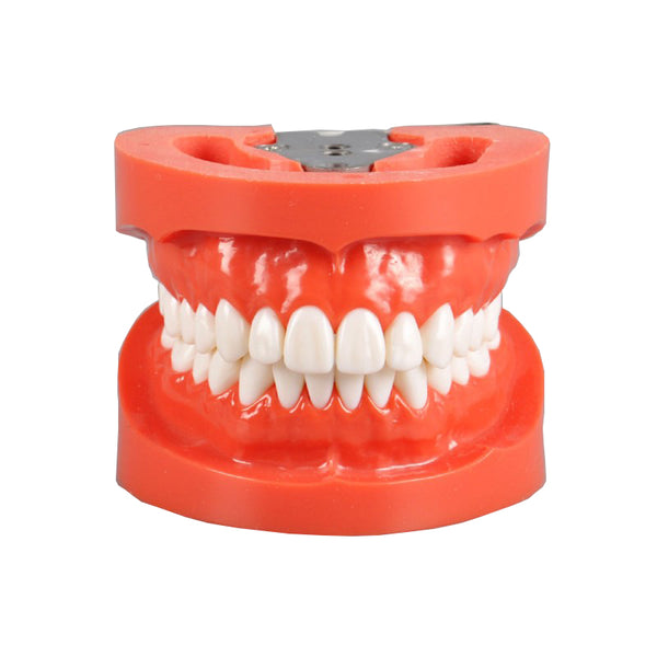  Standard Model with 28 Screw-In Teeth