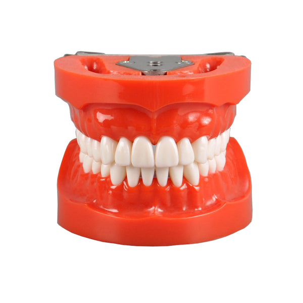 Standard Model with 32 Screw-In Teeth