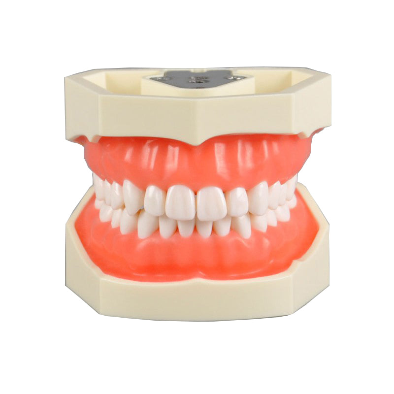  Standard Dental Model with 28 Screw-In Teeth