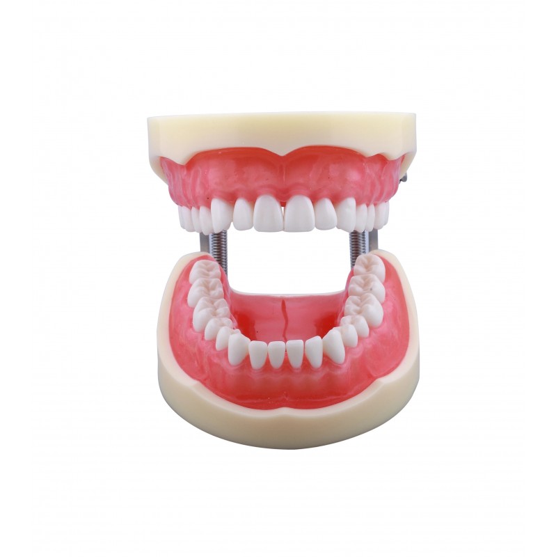 Standard Dental Model with 32 Screw-In Teeth