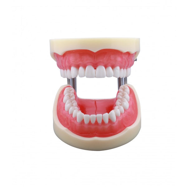 Standard Dental Model with 32 Screw-In Teeth