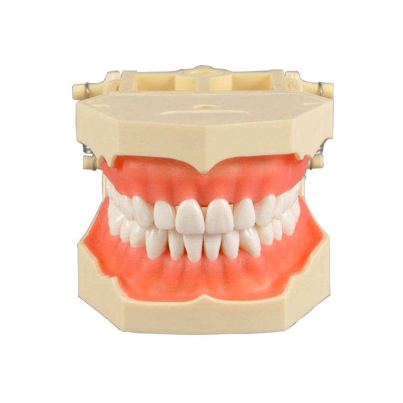 Standard Dental Model with 28 Screw-In Teeth