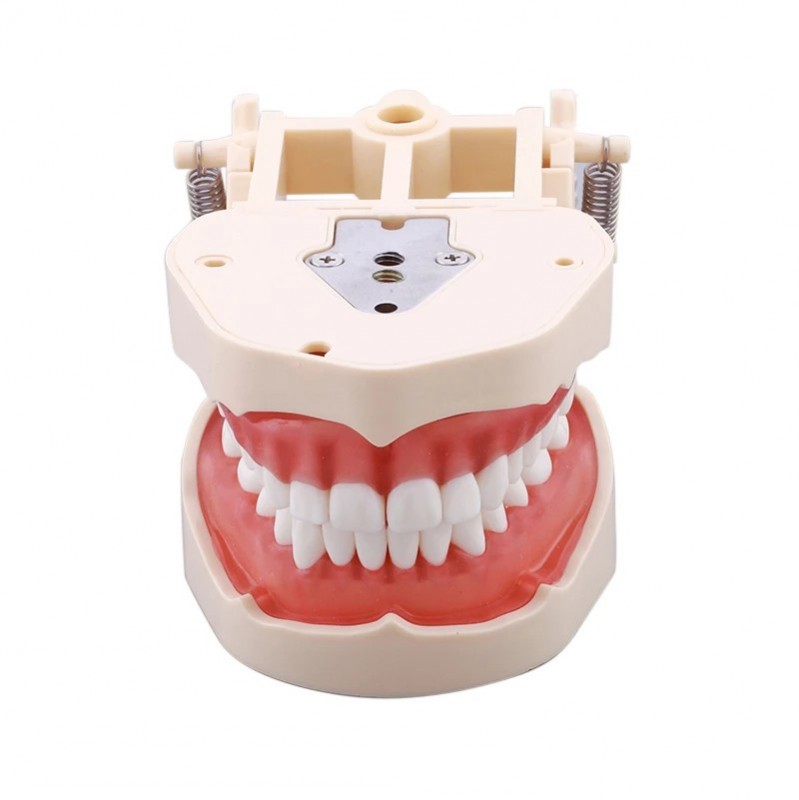Standard Dental Model with 32 Screw-In Teeth