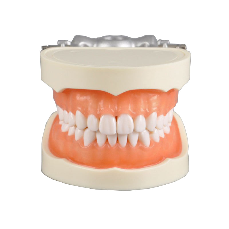 Standard Dental Model with 28 Screw-In Teeth