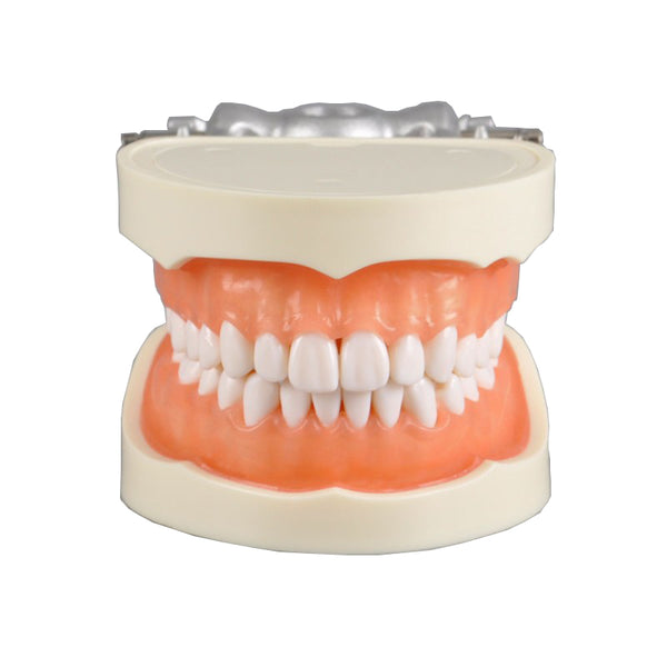 Standard Dental Model with 28 Screw-In Teeth