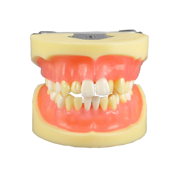 Dental Extraction Training Model