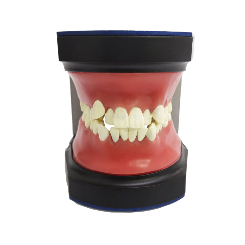 Typodont Practice Model for Orthodontic Practice