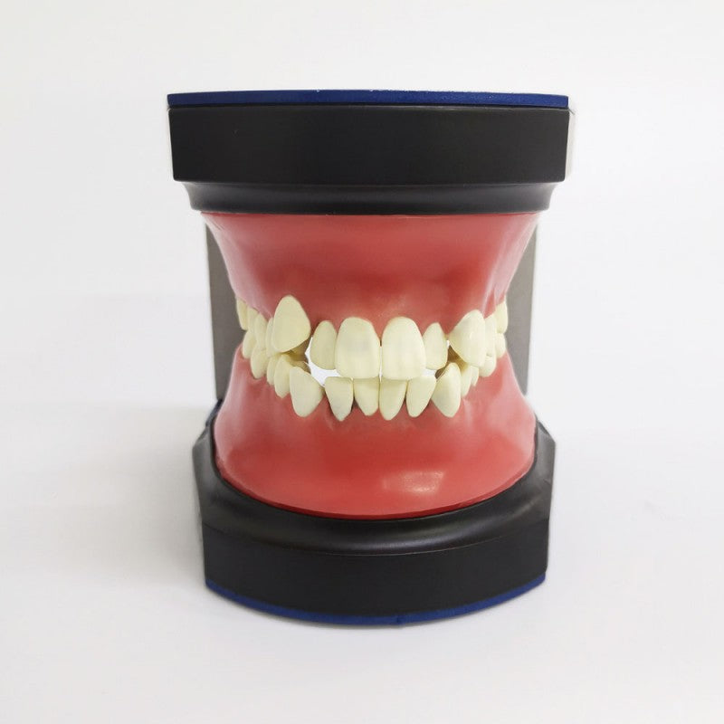 Typodont Practice Model for Orthodontic Practice