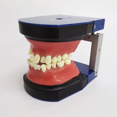 Typodont Practice Model for Orthodontic Practice
