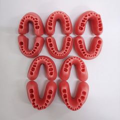 Typodont Practice Model for Orthodontic Practice